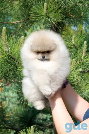 щенки померанского шпица в Минске, фотография 1