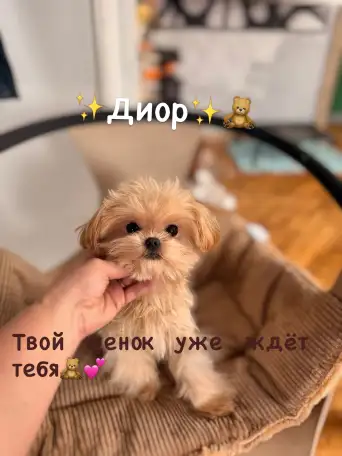 Мальтипу ф1 элитные мини и микро Корея только у нас, фотография 8
