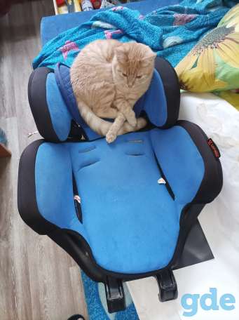 Котята, фотография 6
