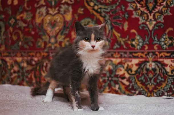 Сладкая кошечка Луна ищет дом!, фотография 3