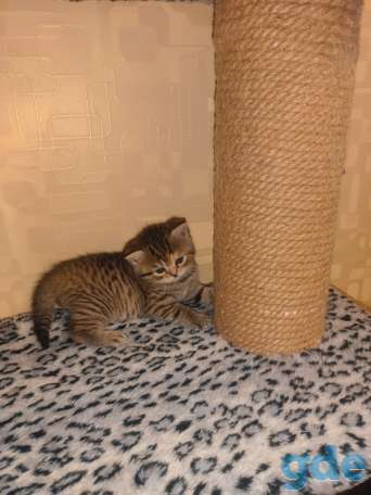 Шотландский котенок, фотография 5