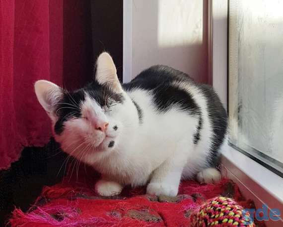 Котик ищет дом, фотография 2