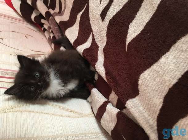 Котята, фотография 8