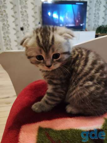 Шотландский вислоухий котенок, фотография 5