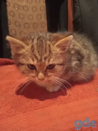 Найден котёнок, фотография 6