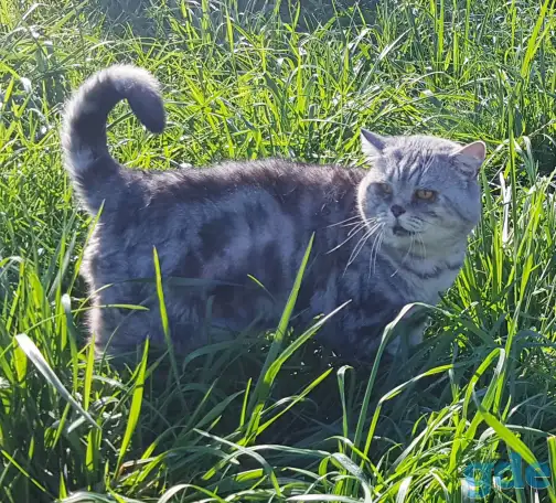Шотландский кот,вязка., фотография 3