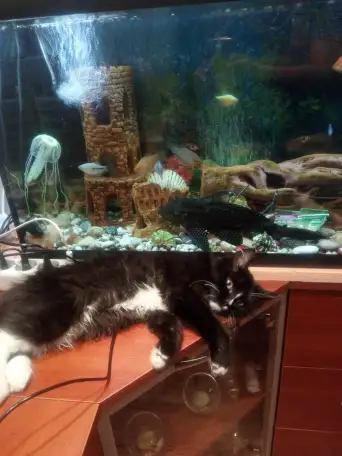Котята, фотография 1
