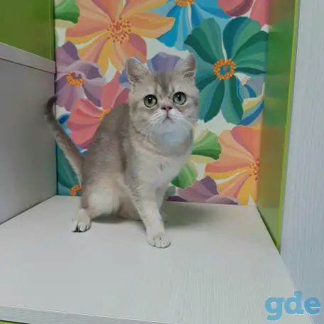 Шотландский кот голубая золотая шиншилла, фотография 3