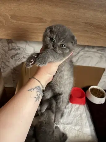 Котята шотландские, фотография 1