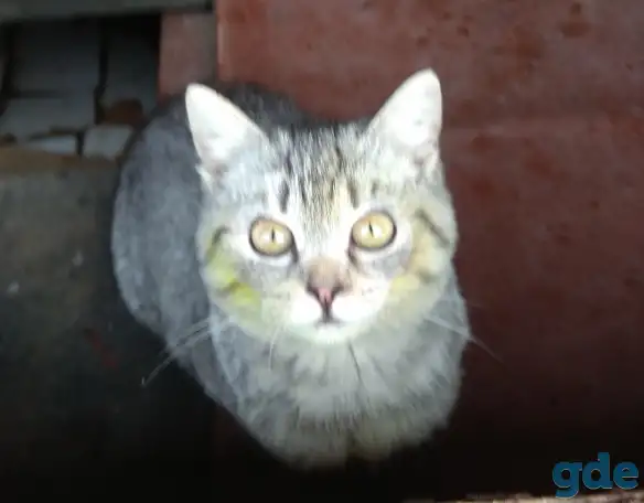 Котят бесплатно в добрые руки., фотография 2