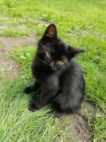 Котята ищут дом, фотография 11