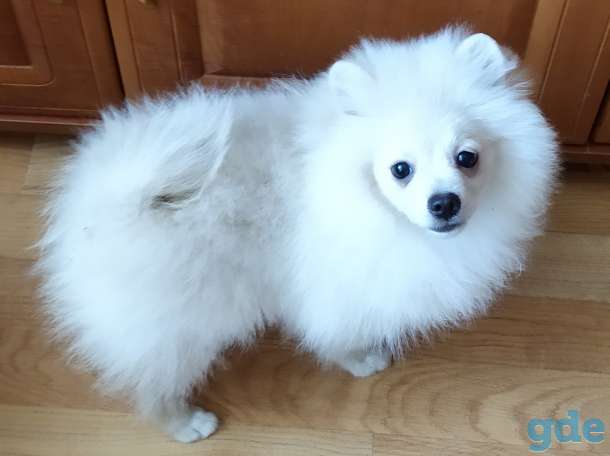Мальчик померанского шпица., фотография 1