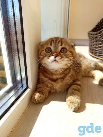 Шотландский котенок, фотография 3