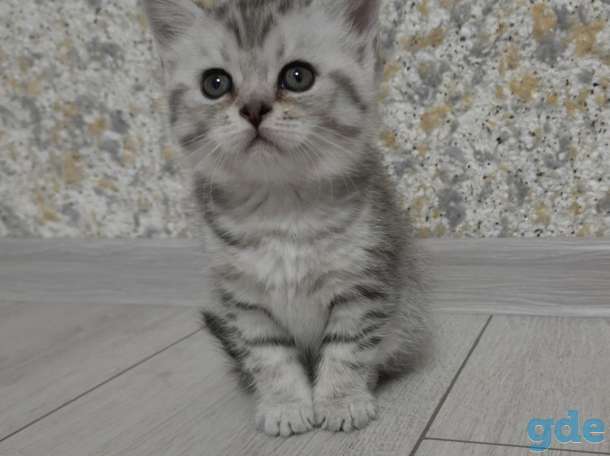 Шотландские котята СРОЧНО, фотография 2