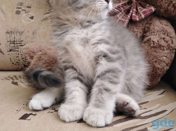 Шотландские плюшевые котята, фотография 4