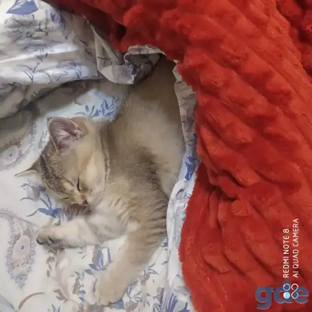 Шотландские котята золотая шиншилла. Договорная, фотография 1