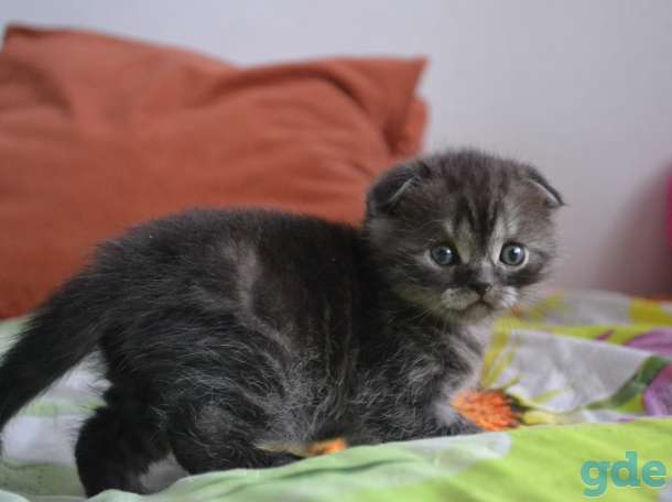 Шотландский вислоухий котёнок, фотография 1