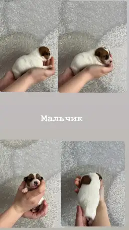 Щенки Джек Рассел терьер, фотография 3
