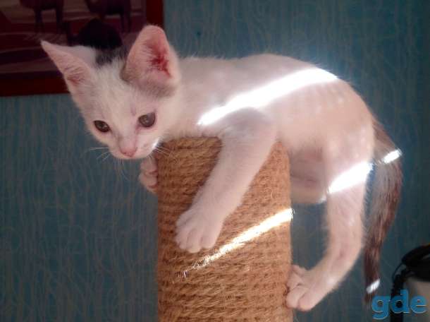 Котёнок ищет дом, фотография 9