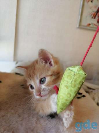 Котенок ищет дом, фотография 2