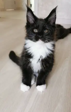 Котятa Мейн Куны из серцифицированного питомника, фотография 4