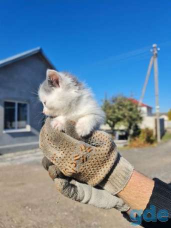 Котята ищут дом или передержку, фотография 4