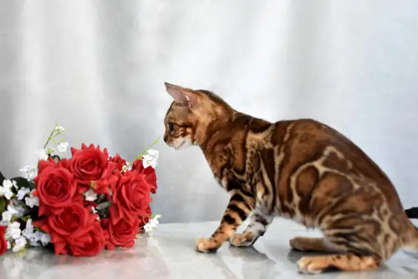 Шикарная бенгальская кошечка, фотография 7