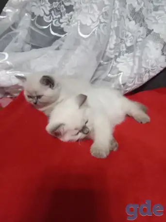 Продаются котята, британцы, фотография 1