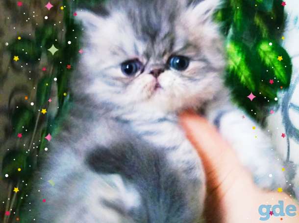 Персидские котята. Мальчики  экстремального типа., фотография 4