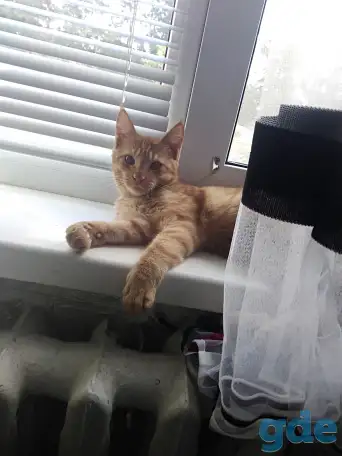 Котята, фотография 5