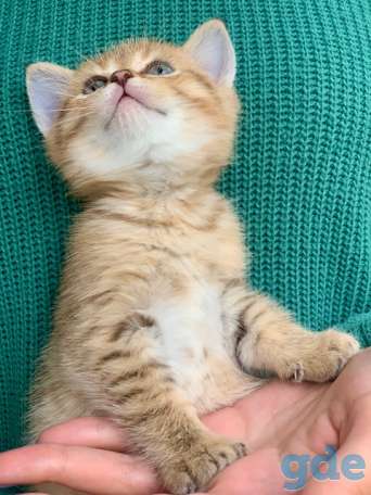 Шикарный шотландский котёнок, фотография 5