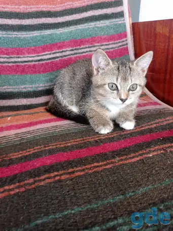 Котята в добрые руки., фотография 3