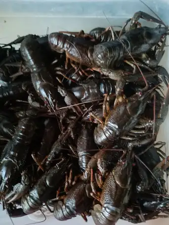 Раки живые, фотография 1