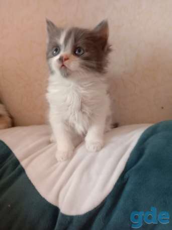 Котята, фотография 2