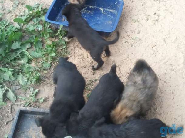 Отдам щенков в добрые руки, фотография 4