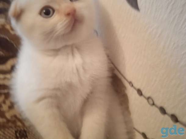 ШОТЛАНДСКИЕ котята РЕДКИЙ окрас, фотография 3