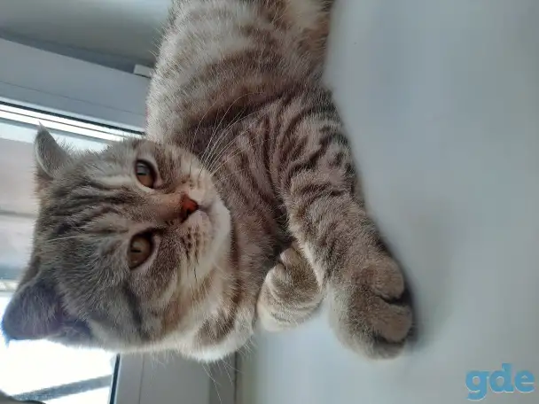 Шотландская вислоухая кошка, фотография 2