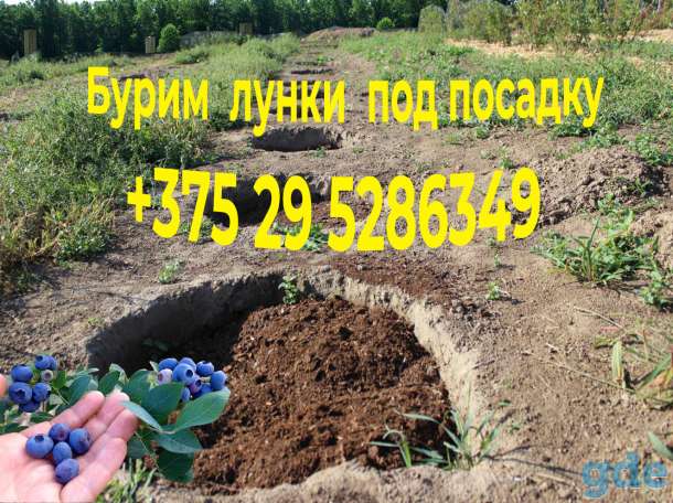 Копаем, бурим лунки, ямы под посадку кустов, деревьев, фотография 1