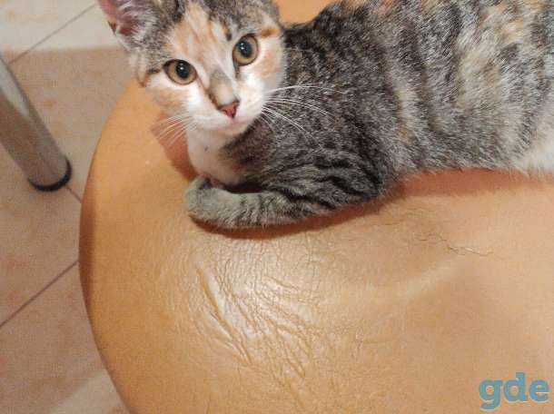 Котята в добрые руки, фотография 8