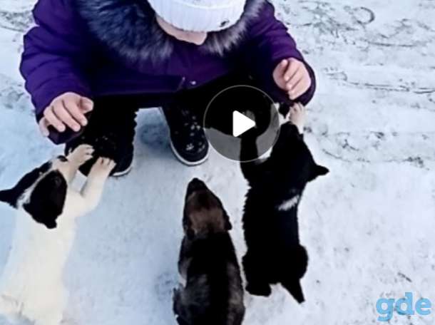 Щенки лайки в хорошие руки, фотография 3