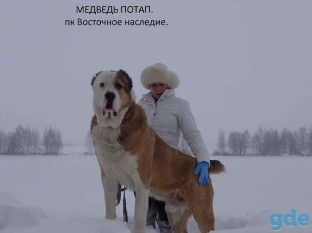 VIP класса девочка алабай., фотография 1