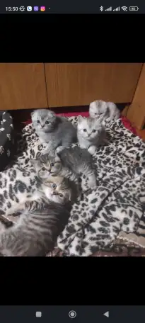 Продам котят шотландской породы, фотография 1
