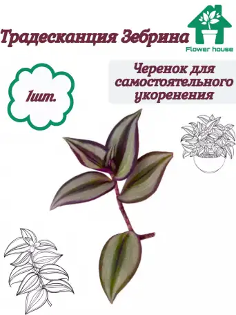 Комнатные цветы растения, список 13видов, Пушкина50, фотография 12