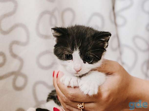 Внимание! Открыт резерв на котят. Им всего 1 месяц, фотография 1