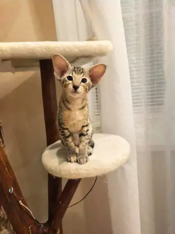 Ориентальный котенок, фотография 3