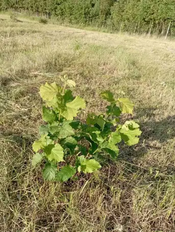 Продам фермерское хозяйство, фундук, фотография 1