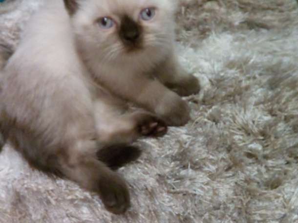Британские котята, фотография 7