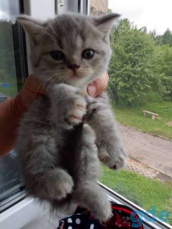 Шотландские котята, фотография 8