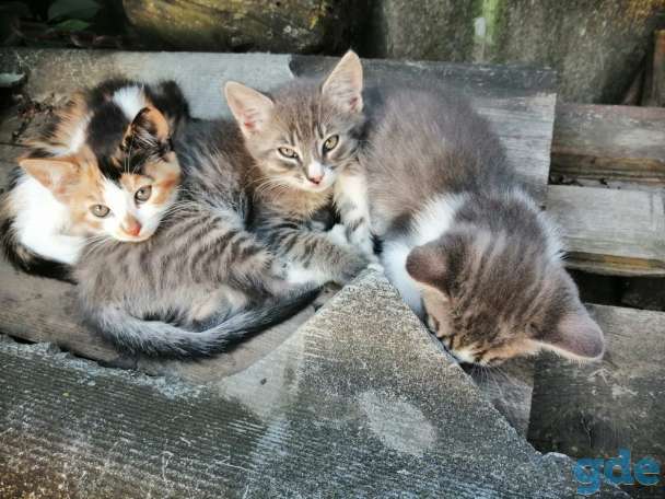 Котята., фотография 1
