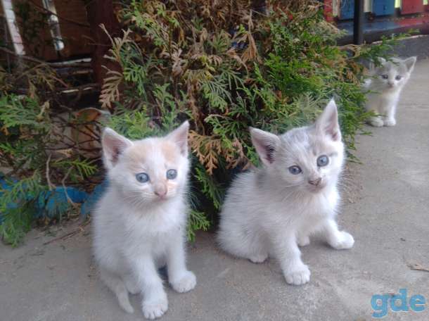КОТЯТА, фотография 7